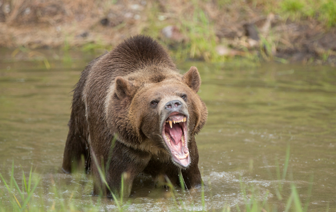 news-grizzly-attack-sends-one-to-hospital